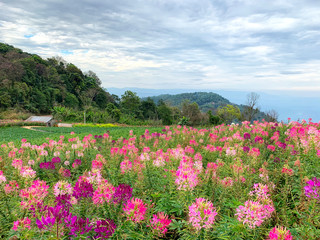 Obraz premium View of beautiful Cleome flower field. Cleome flower or Spider flower blossoming in the garden.