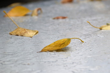 Листья и капли