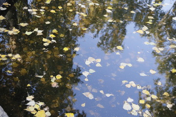 Листья в луже