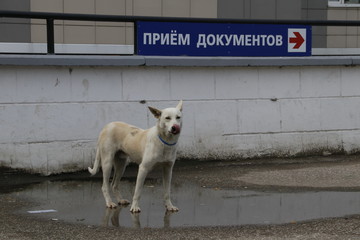 Собака и приём документов
