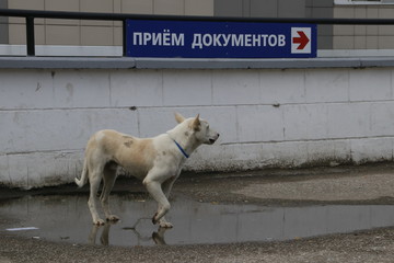 Собака перед сдачей документов
