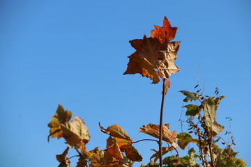 Осенние листья на фоне неба