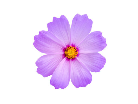 Purple cosmos flower beautiful blooming on white background.