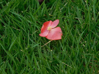 Flor rosa en pasto