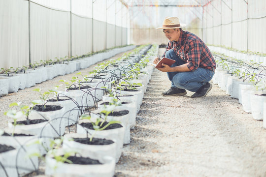 Asian young farmer or academic working in the farm of young green melon