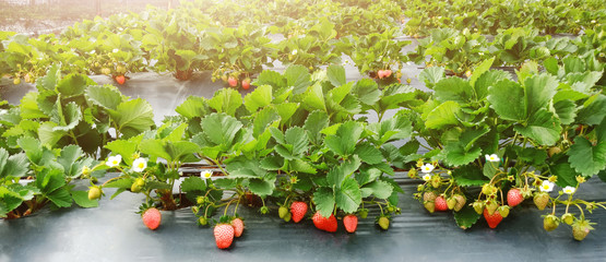 Strawberries growing at the farm. Fresh strawberry