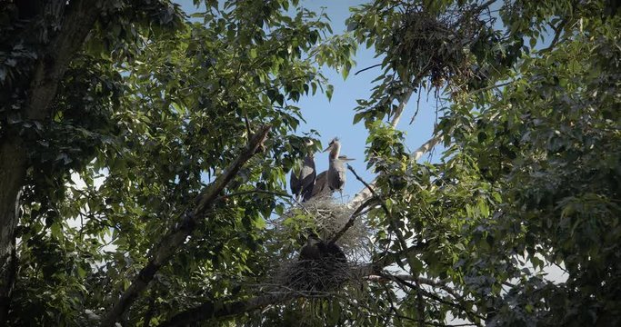 Baby Blue Herons Up in Tree Nest with Fluffy Feathers