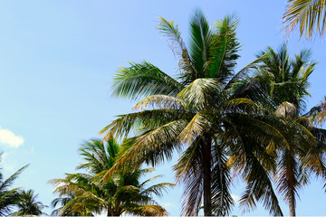Fototapeta na wymiar Tropical Palm Trees with a Clear Blue Sky Background in Thailand