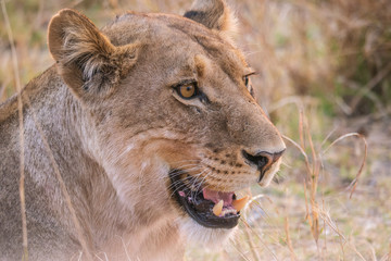 Fototapeta na wymiar Portrait of a lioness.