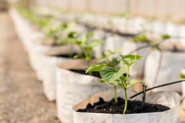 Row of young green melon tree in white seedling bag