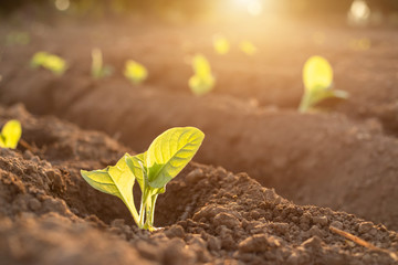 Thai agriculturist planting the young of green tobacco in the field at northern of Thailand.