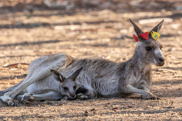 Naklejka na ściany i meble Eastern Grey Kangaroo, with tags and a joey, reclining