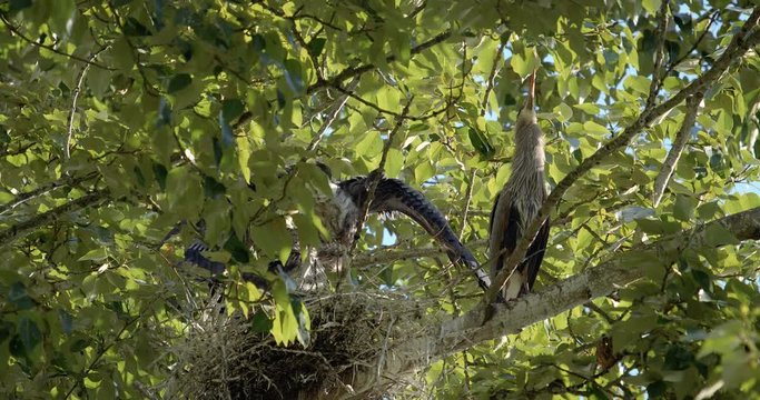 Baby Great Blue Herons in Nest Flapping Wings