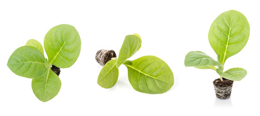 Young of green tobacco tree with seeding soil isolated on white