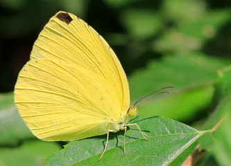 butterfly on leaf