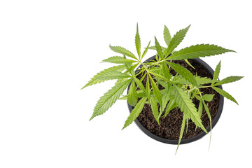 Young green fresh of marijuana tree in black plastic seeding pot isolated on white background