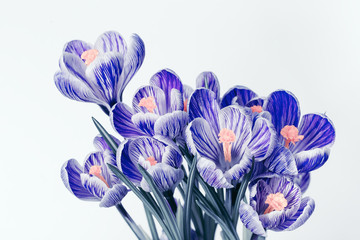 Bouquet of crocus flowers with blue colored petals. Genus flowering plants on light background with copy space. Greeting card for spring time.
