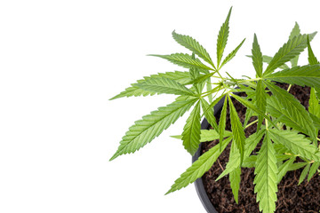 Young green fresh of marijuana tree in black plastic seeding pot isolated on white background