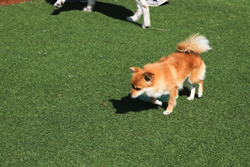 Happy puppies in a private playground