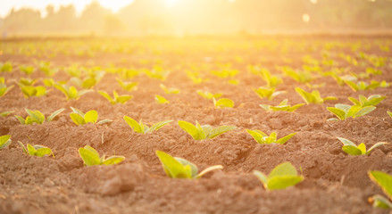 Young green tobacco plant in field at Sukhothai province northern of Thailand