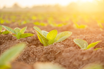 Young green tobacco plant in field at Sukhothai province northern of Thailand