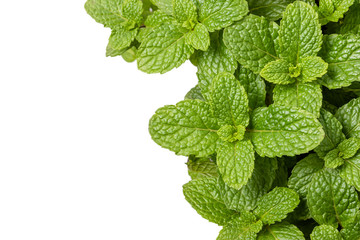 Green fresh peppermint isolated on white background