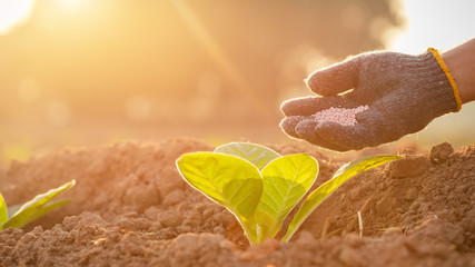 Hand giving fertilizer to young tobacco tree at the field in sunrise or sunset time. Growth plant...