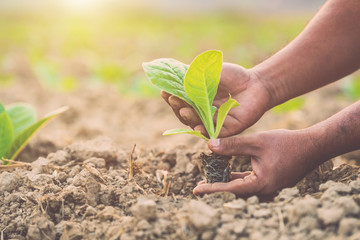 Thai agriculturist planting the young of green tobacco in the field at northern of Thailand