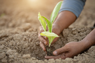 Thai agriculturist planting the young of green tobacco in the field at northern of Thailand