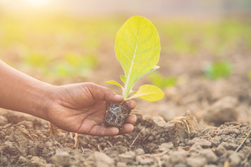 Thai agriculturist planting the young of green tobacco in the field at northern of Thailand