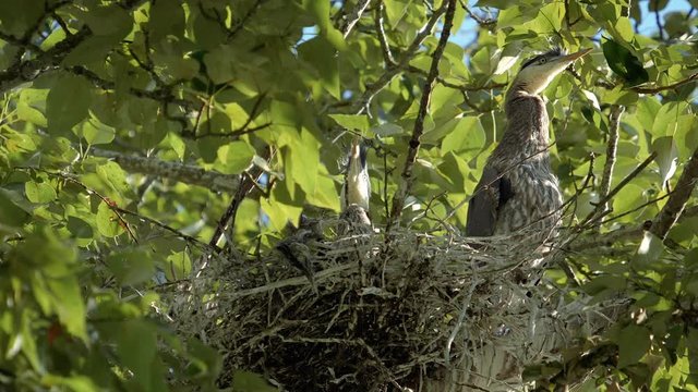 Funny Animal Video of Blue Heron Baby with Crazy Eyes in Nest