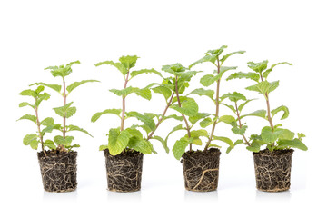 Close up green fresh peppermint with soil isolated on white