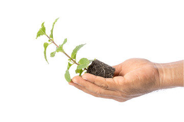 Close up green fresh peppermint with soil isolated on white