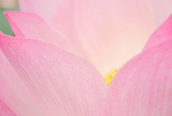 The pink lotus flower in nature background, flower and leaf texture