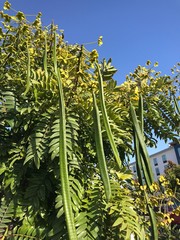 Huge Pods at Harvest