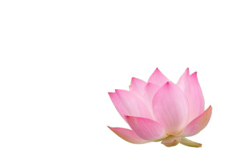 The pink lotus flower in nature background, flower and leaf texture