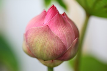 Pink lotus flower 