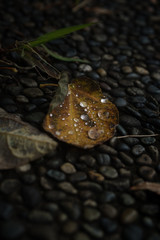 雨の翌日 1