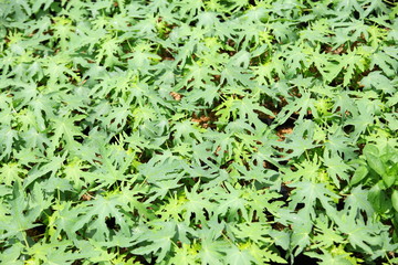 Young papaya tree in farm