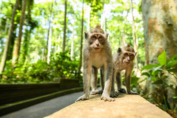 (Selective focus) Two young long-tailed macaques are walking in the Ubud Monkey Forest. The Ubud Monkey Forest is the sanctuary and natural habitat of the Balinese long-tailed Monkey. 