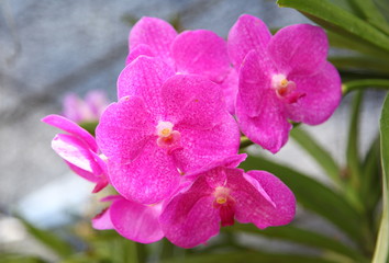 Fototapeta na wymiar Pink phalaenopsis orchid 