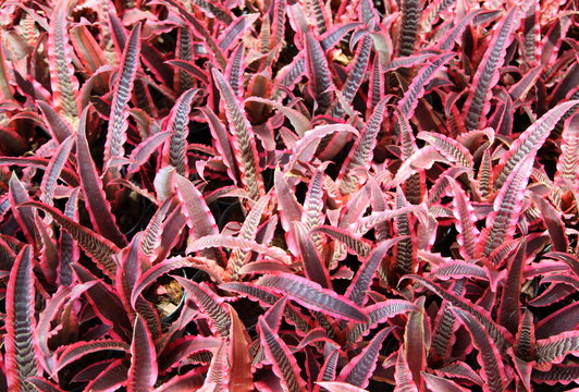 cryptanthus beautiful green and red leaves 