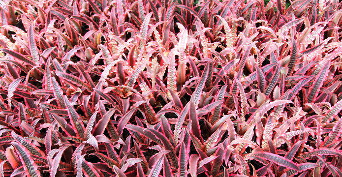 cryptanthus beautiful green and red leaves 