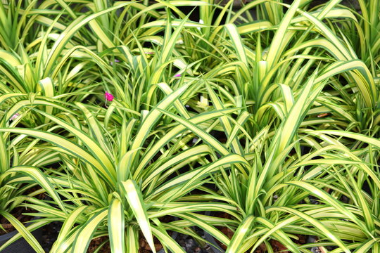 Close up of the fresh leaves of the chlorophytum 
