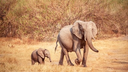 Fototapeta premium A mother and her baby African elephant.
