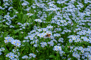 bee and white flowers in a garden