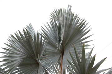 Lines and textures of gray Palm leaves 