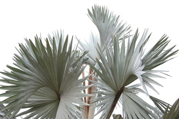 Lines and textures of gray Palm leaves  © Suwit