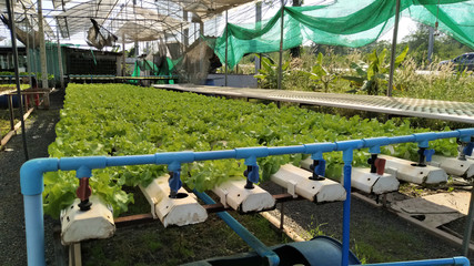 Young and fresh vegetable green color in white tray in hydroponic farm for health market