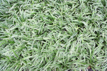 Close up of the fresh leaves of the chlorophytum 